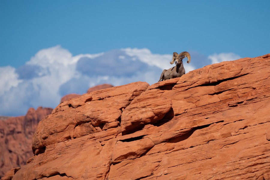 Bighorn sheep, camp in the Valley of Fire