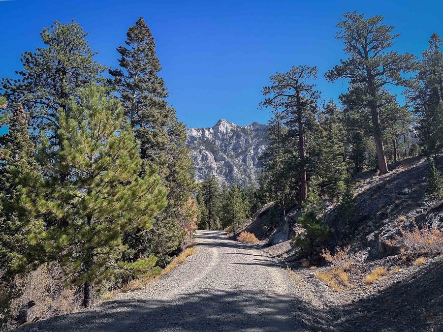 Bristlecone Trail, para hacer trekking en Las Vegas