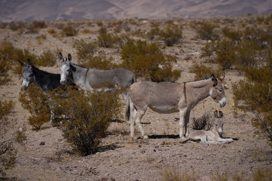 Wild burros, places to visit in Red Rock Canyon, Las Vegas