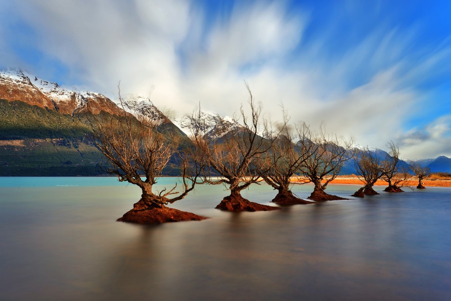 Glenorchy trees in New Zealand