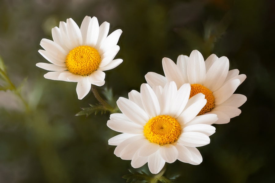 Macro lenses are known for having very shallow depth of field