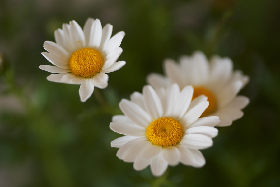 articulo completo sobre focus stacking, guia paso a paso de focus stacking