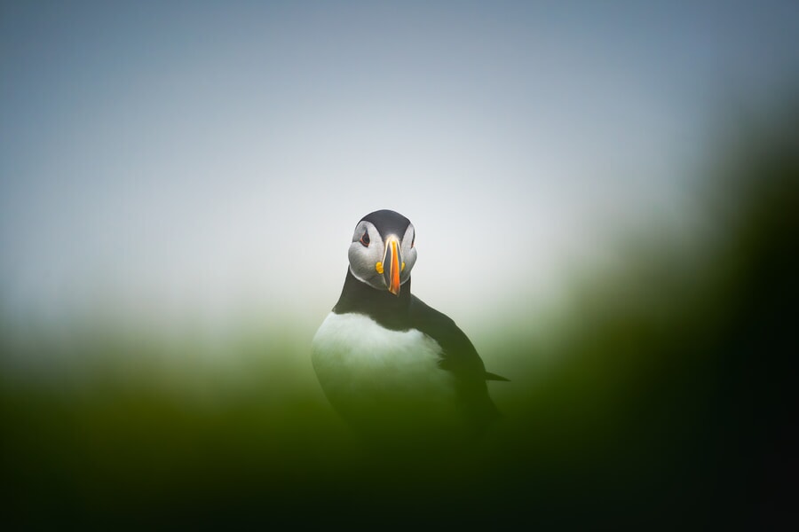 PrincePuffinAfter