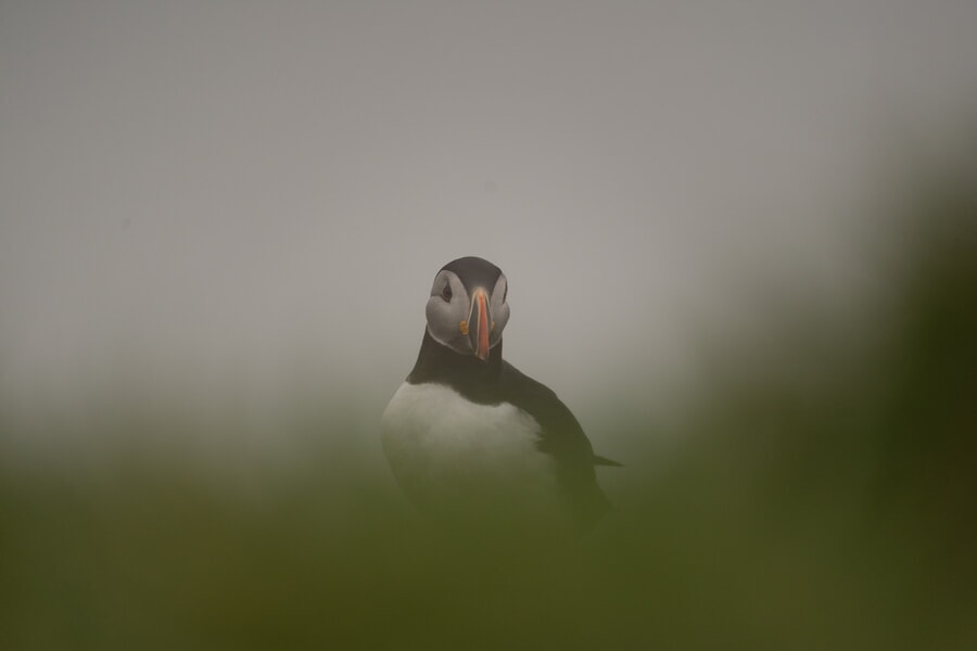 PrincePuffinBefore