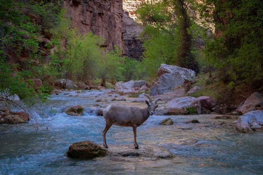 Borrego cimarrón en las cataratas Havasu