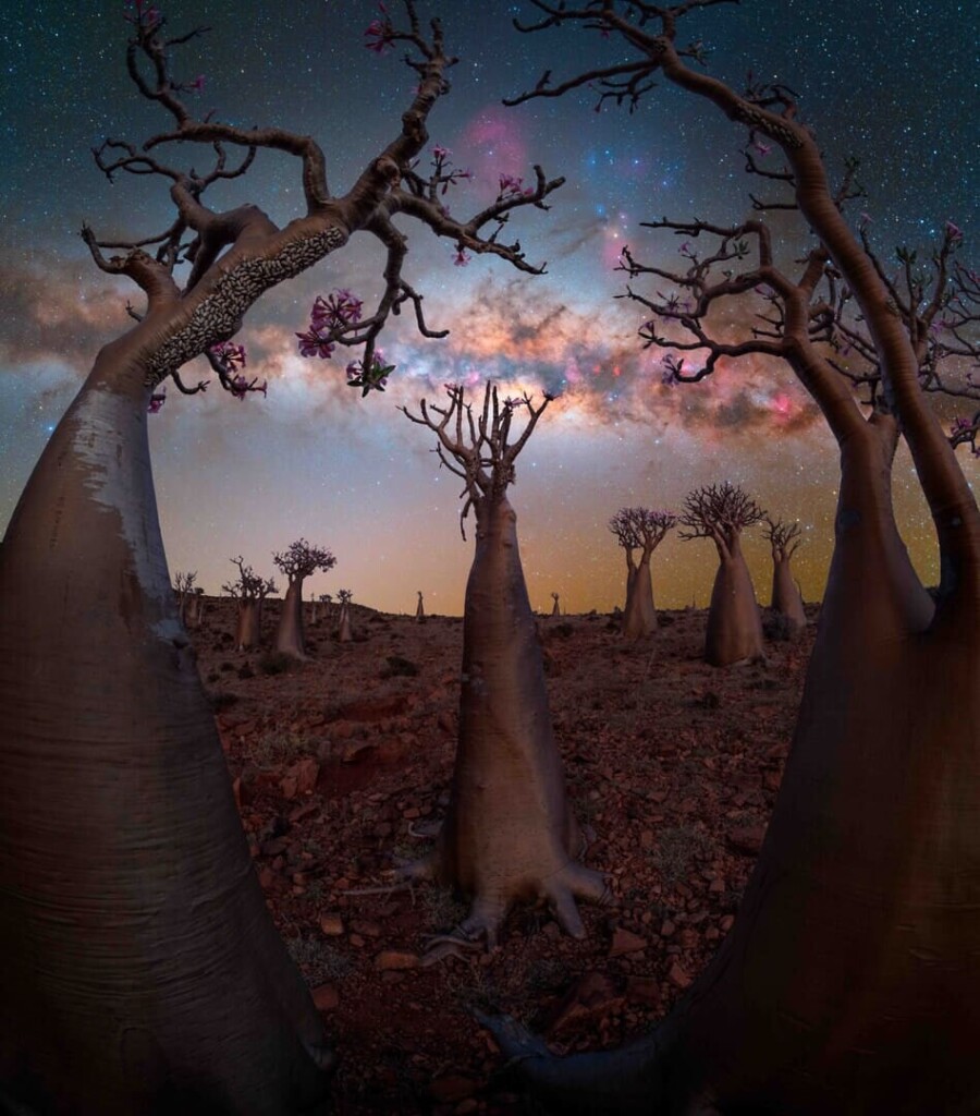 "Bottle Tree Paradise" - Bottle Tree Paradise