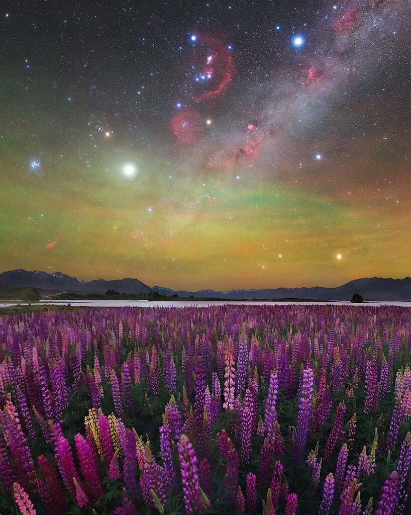"A Sea of Lupines" - Max Inwood