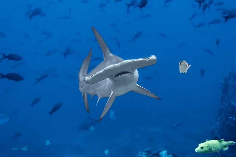 Turismo en la Isla del Coco de Costa Rica