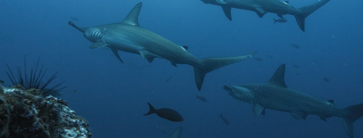 Mejores puntos de buceo en la Isla del Coco, Costa Rica