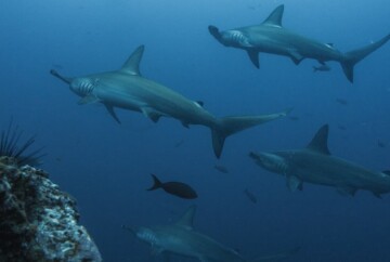 Mejores puntos de buceo en la Isla del Coco, Costa Rica