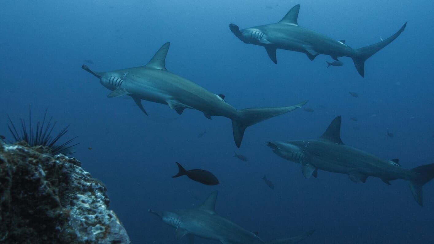 Cocos Island, list of things to do in Costa Rica