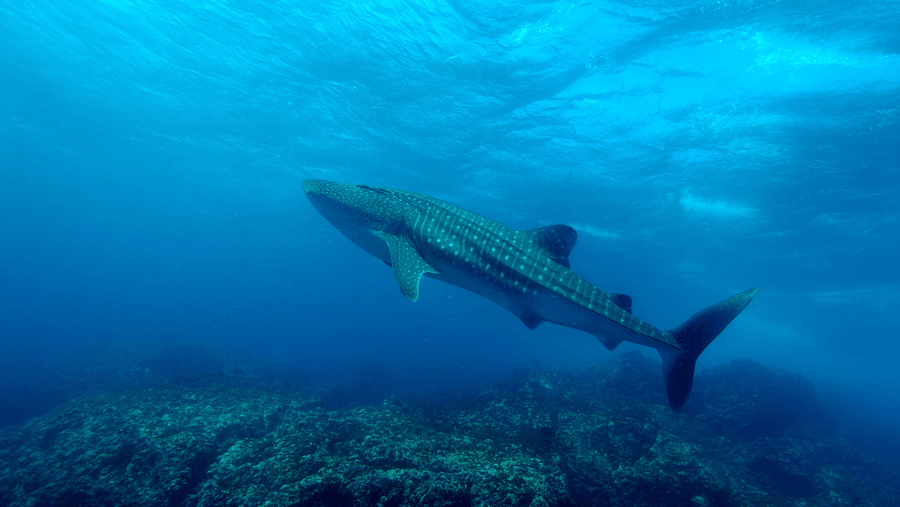 Tiburón ballena: uno de los animales que se ven buceando en Isla del Coco, Costa Rica