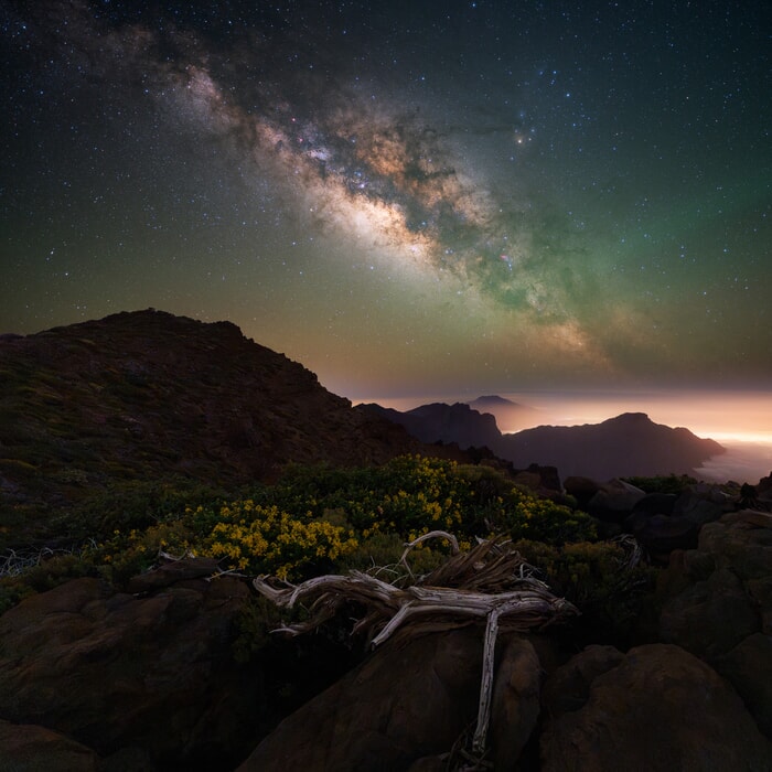 Mountains, branch and yellow flowers under the Milky Way