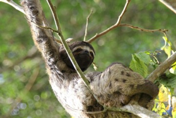 Cahuita, donde ver perezosos en libertad en Costa Rica