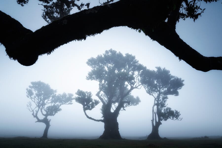 Árboles de Madeira cubiertos de niebla