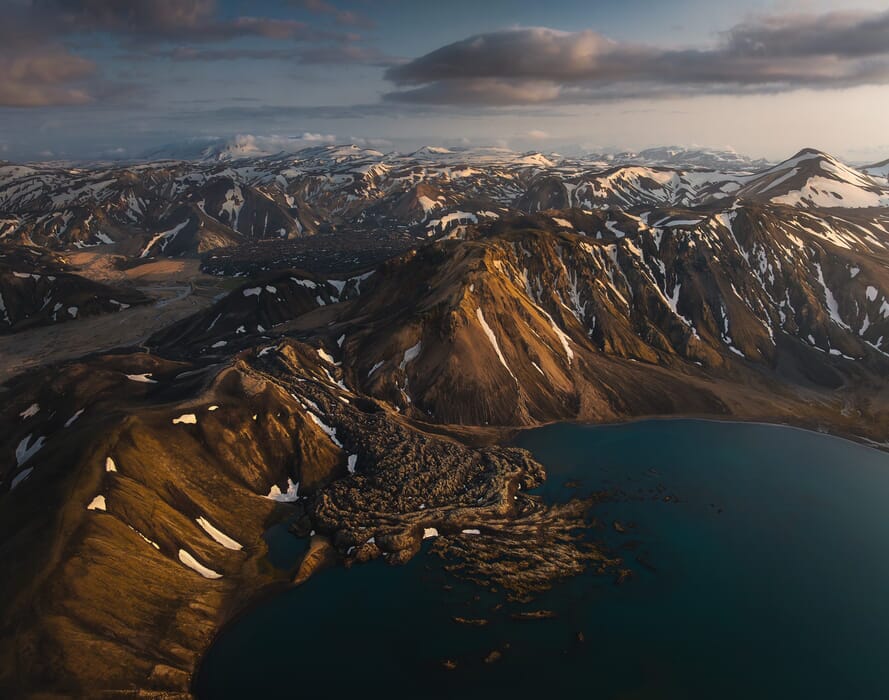 Wildflowers in Iceland
