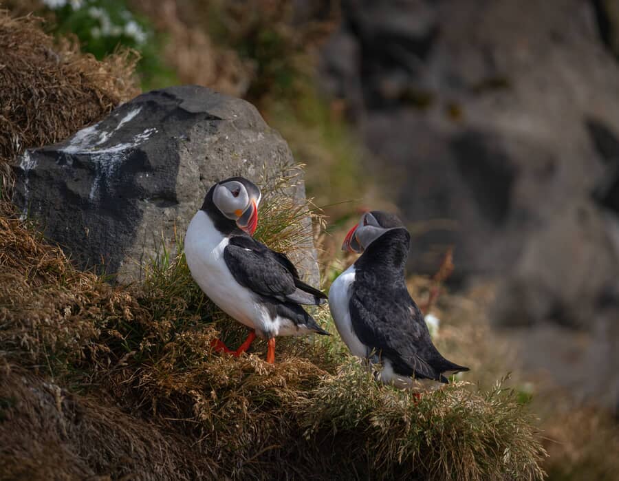 Wildlife Iceland Photo Tour 2026