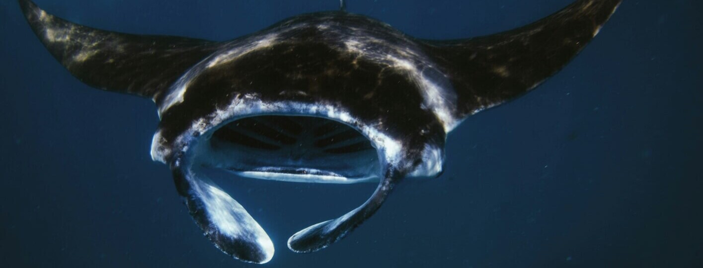 Pacific manta ray in Catalina Islands Costa Rica