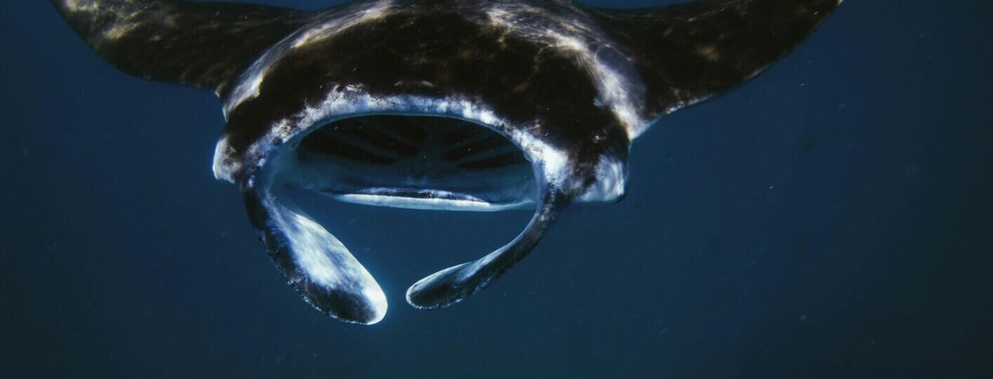 Mantarraya del Pacífico en Islas Catalinas, Costa Rica