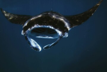 Mantarraya del Pacífico en Islas Catalinas, Costa Rica