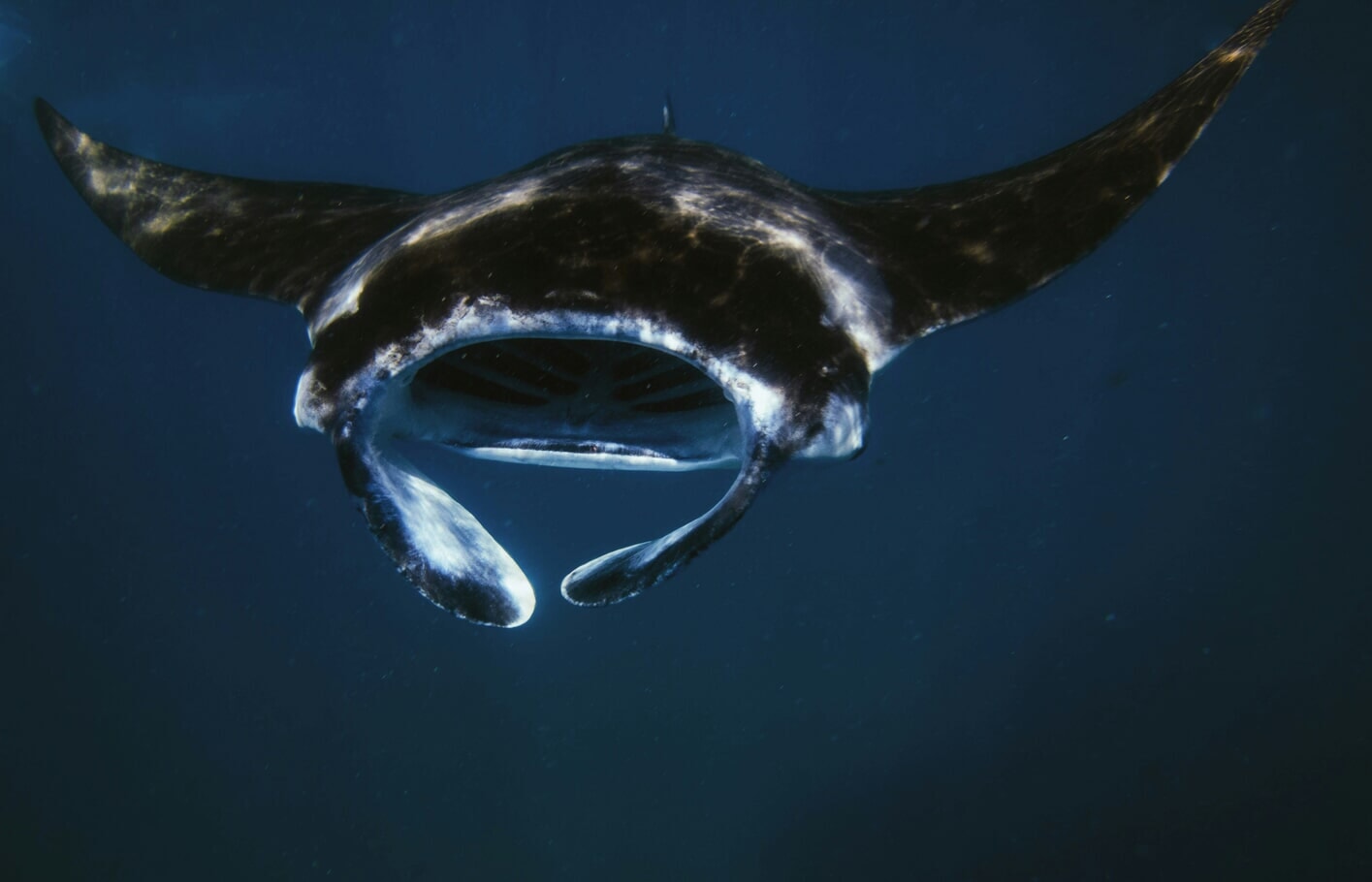 Mantarraya del Pacífico en Islas Catalinas, Costa Rica