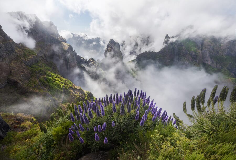Montañas y exuberante vegetación de Madeira