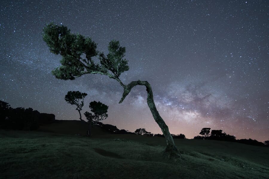 Cielo estrellado sobre un árbol de Madeira