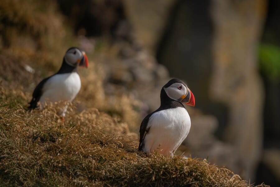 Summer Iceland Photo tour 2026