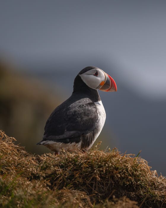 Puffins Summer Iceland photo workshop