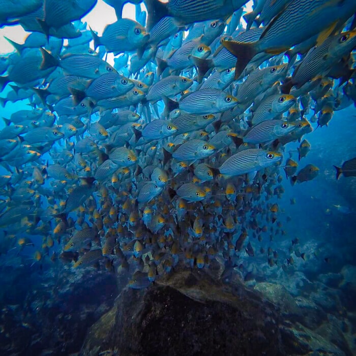 Qué necesito para bucear en las Islas Catalinas