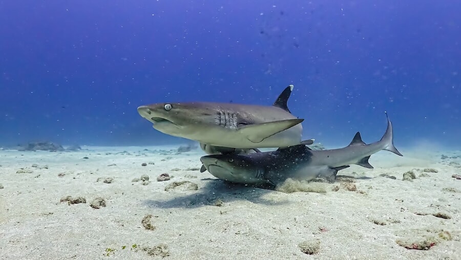 Tiburones de punta blanca, otro de los animales que ver en un buceo en Islas Catalinas