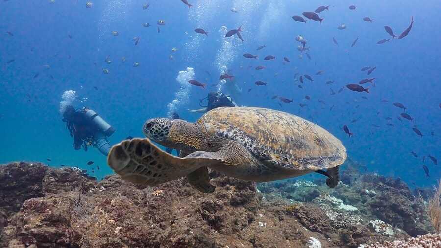 Contemplar tortugas marinas mientras buceas en Islas Catalinas