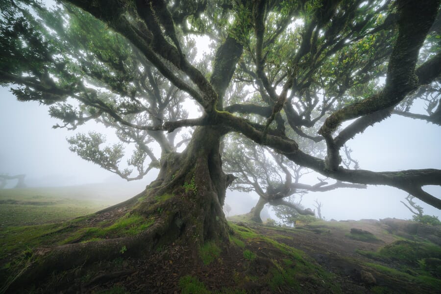 Árbol con sol detrás en Madeira, una de las tomas de nuestro tour fotográfico