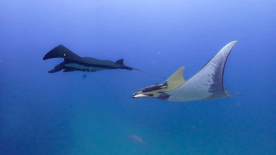 Ver rayas en Islas Catalinas en Costa Rica