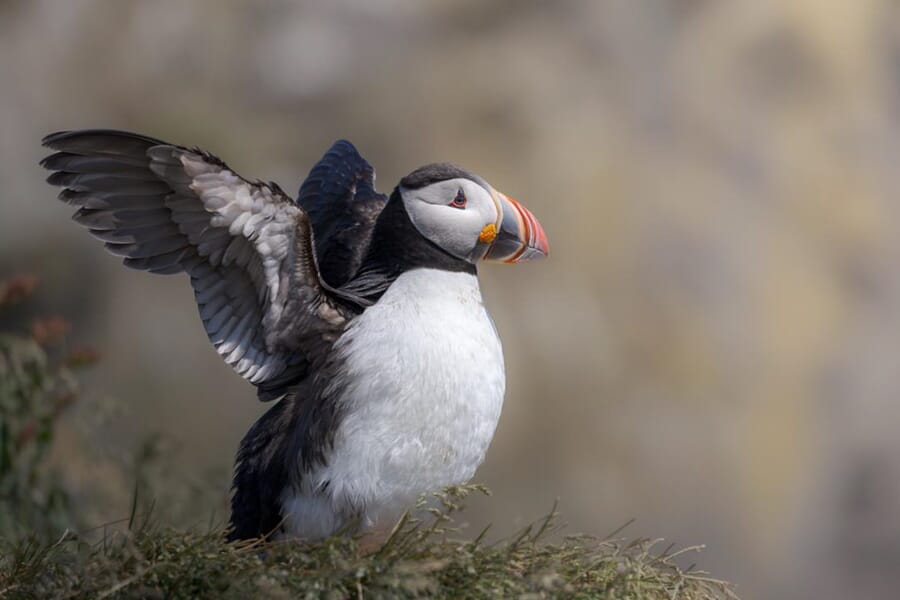 Puffins in Iceland 2026