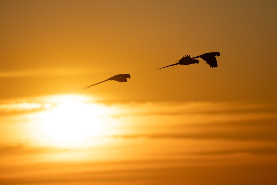 Macaws in flight at sunrise
