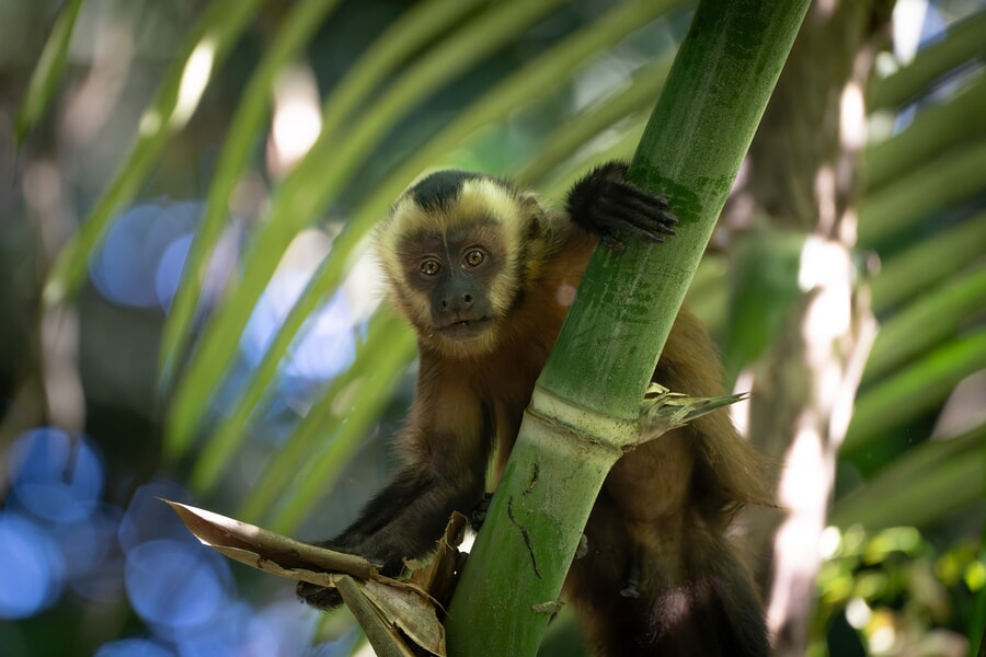Monkey at Tambopata National Reserve