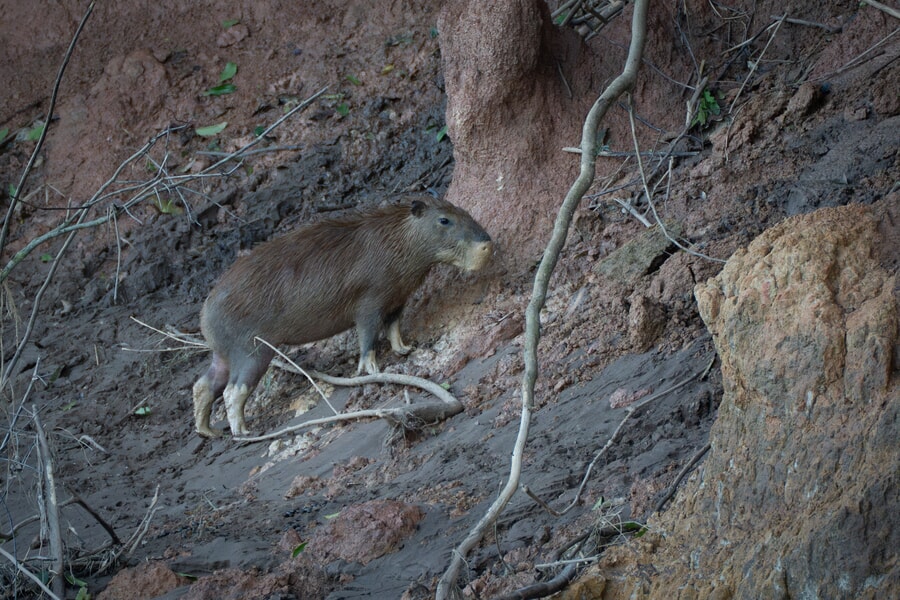 Capybara at the mammal clay lick in Tambopata