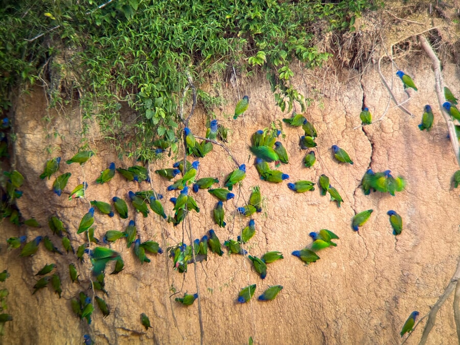 Clay lick at Tambopata Research Center