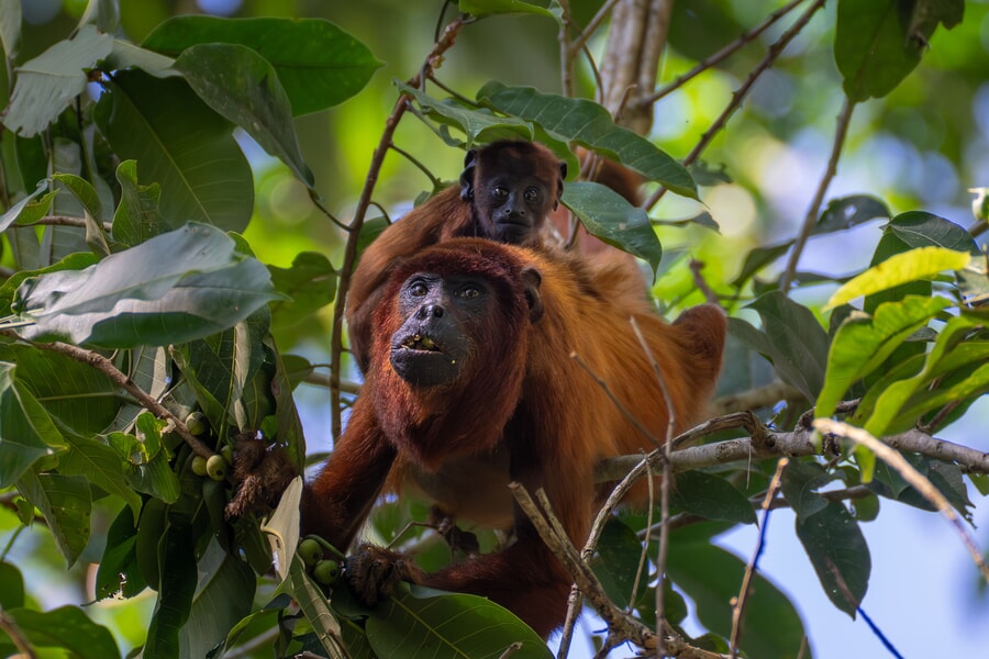 Monkey research at tambopata river lodge