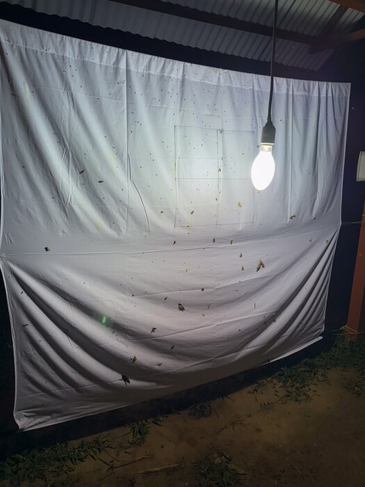 Moth collection at Tambopata Research Center
