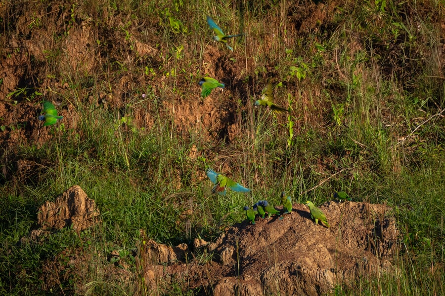 Photographing the birds at Tambopata's clay lick