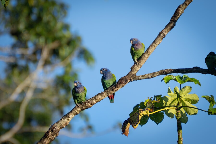 Parrots at Tambopata National Reserve