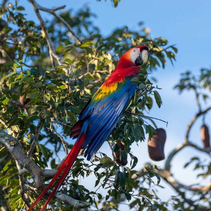Macaws at Tambopata ecolodge Peru