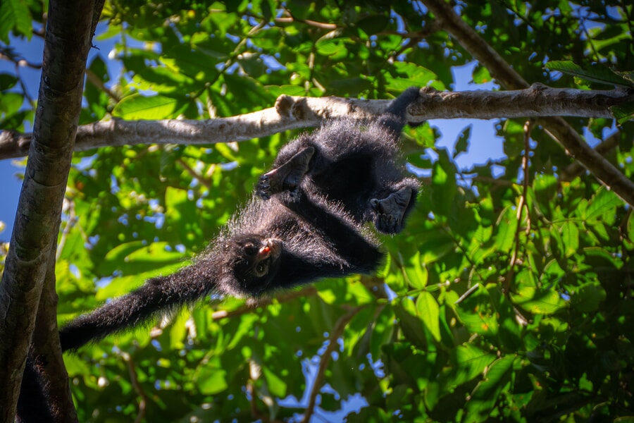 Monkey sightings during a jungle tour in Tambopata