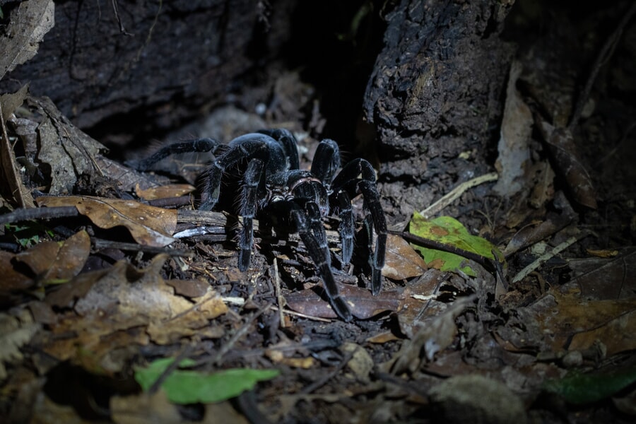 Tarantula in Tambopata eco-tour