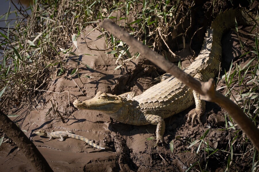 White caiman near Tambopata Research Center