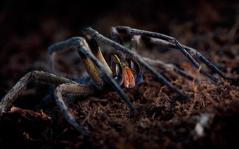 Araña Bananera, otro de los animales más peligrosos que puedes encontrar en Costa Rica 