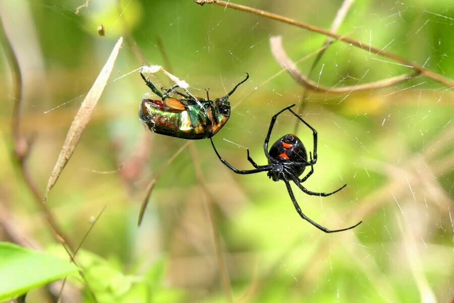 Araña Viuda Negra, uno de los animales peligrosos más populares en Costa Rica