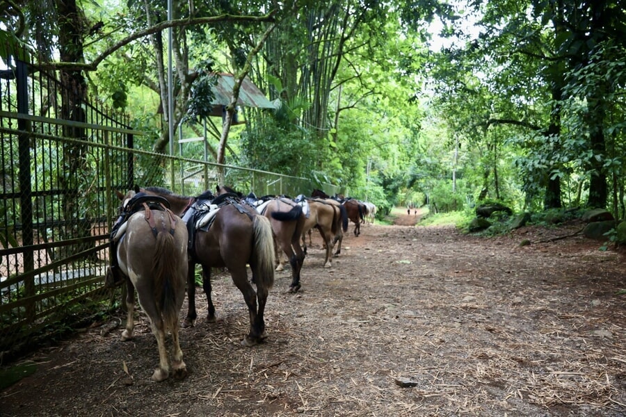 Cómo visitar la Catarata Nauyaca en una excursión a caballo